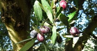 olive-tree-dakos