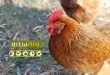 chicken-aitolia-feb17