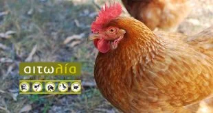 chicken-aitolia-feb17