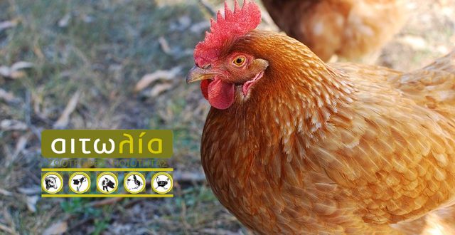chicken-aitolia-feb17