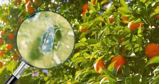 orange-tree-aleurocanthus