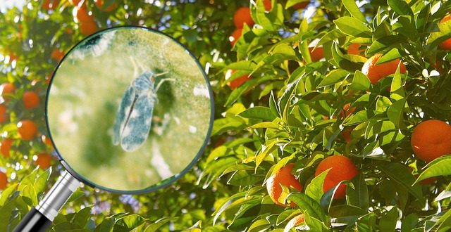 orange-tree-aleurocanthus
