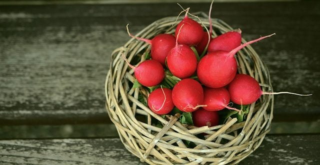 radishes