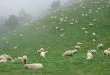 sheeps