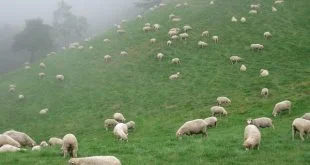 sheeps