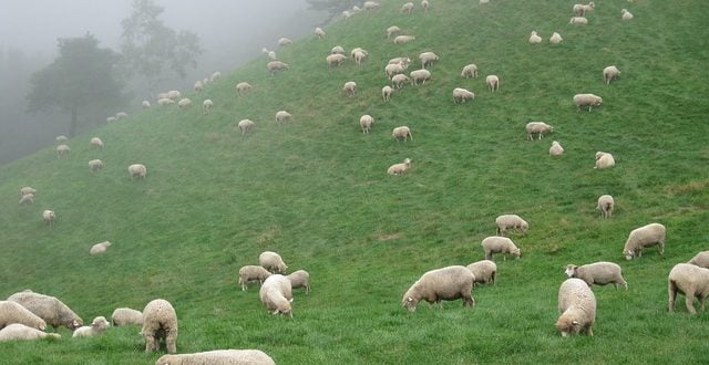 sheeps
